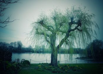 Tree by lake against sky