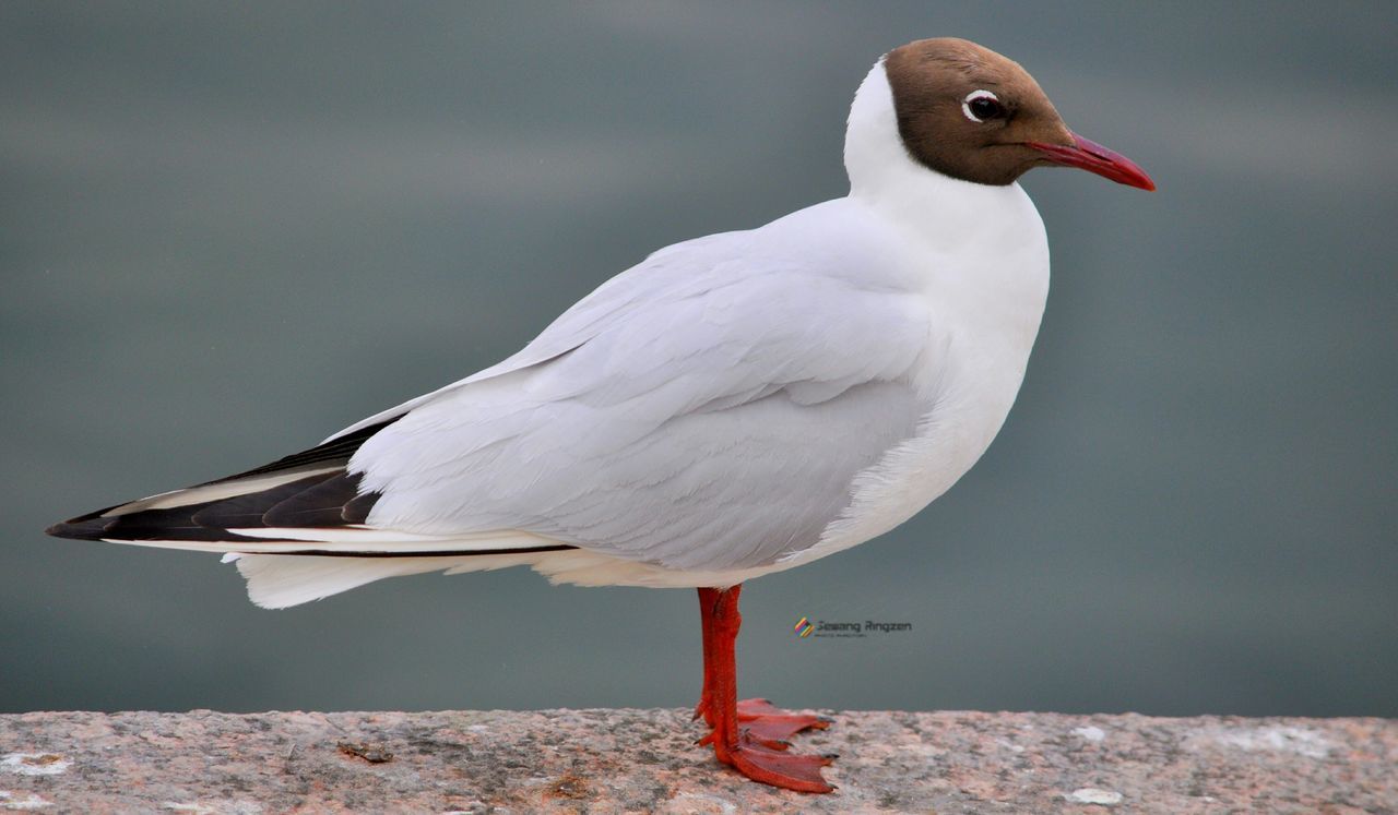 SEAGULL ON RAILING