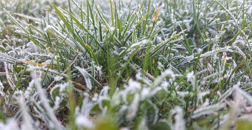 Full frame shot of frozen plants on field