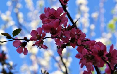 Low angle view of pink cherry blossom