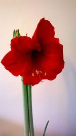 Close-up of red flower