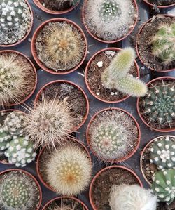 Full frame shot of succulent plants