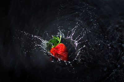 High angle view of red berries on water