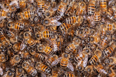 A lot of honey bee apis mellifera on hive