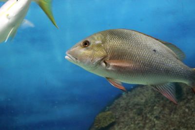 Close-up of fish swimming in aquarium