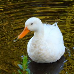 Close-up of swan swimming in lake