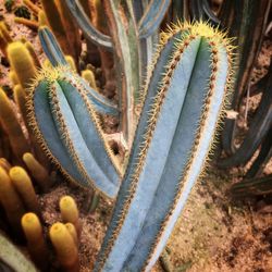 Close-up of fresh cactus plants