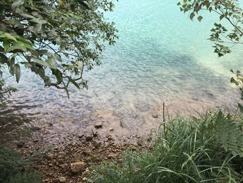 High angle view of plants in lake