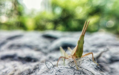 Close-up of insect on plant