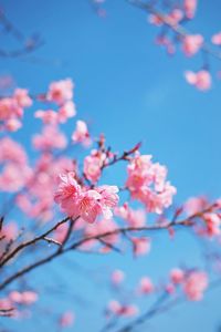 Close-up of pink flowers against sky