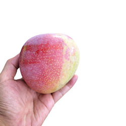 Close-up of hand holding apple against white background