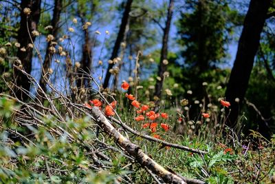 Close-up of flowering plants on land in forest