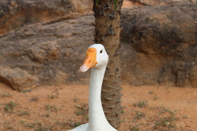 Close-up of a bird on rock