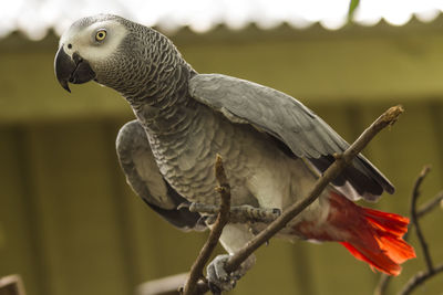 Close-up of bird perching outdoors