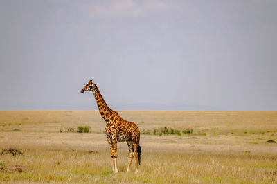 Giraffe standing on field against clear sky