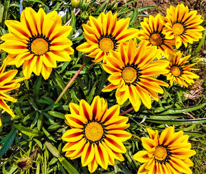 Close-up of yellow flowers