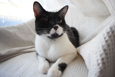 Close-up of a cat looking away