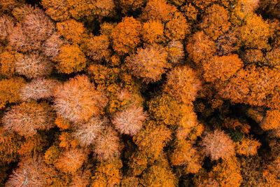 Full frame shot of plants