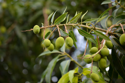 Close-up of fruit growing on tree