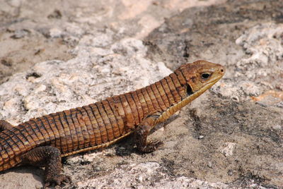 Close-up of lizard on rock