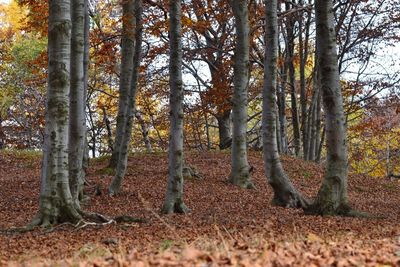 Trees in forest