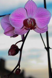 Close-up of pink flower against sky