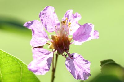 Close-up of purple flowers blooming outdoors