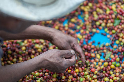 Cropped image of farmer holding coffee crops