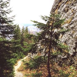 Low angle view of trees