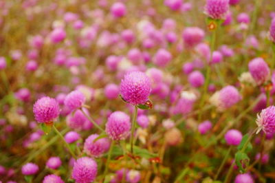 Close-up of pink flowering plant in field