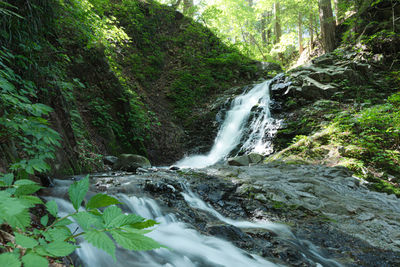 Scenic view of waterfall in forest