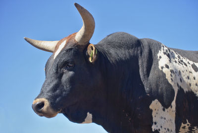 Close-up of bull against clear sky