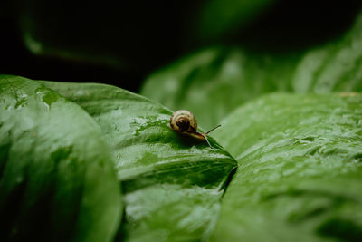 Close-up of snail on leaf