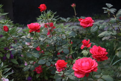 Close-up of red flowering plants