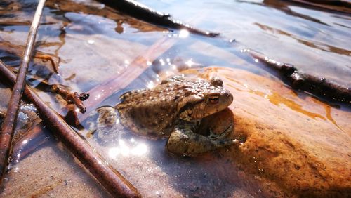 Close-up of frog in water