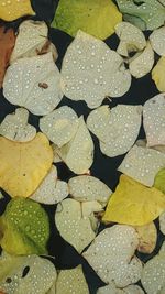 High angle view of wet autumn leaves floating on pond