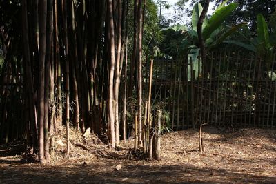 Trees in forest