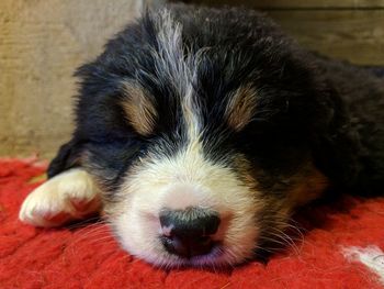 Close-up portrait of dog