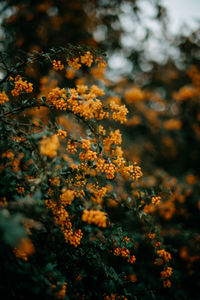 Close-up of yellow flowering plant