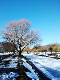 Bare tree on snow covered landscape against blue sky