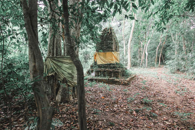 Trees and plants on field in forest