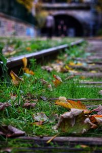 Close-up of autumn leaves on railroad track