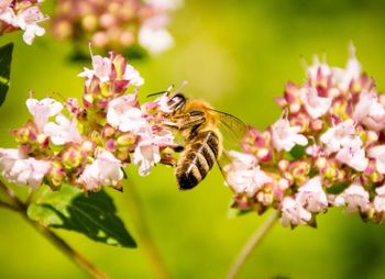 Close-up of bee on pink flowers