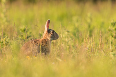 Cat on grassy field