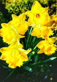 Close-up of yellow flower in park