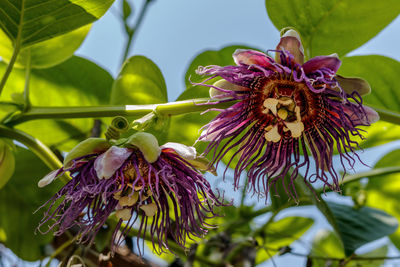 Passion fruit flowers when blooming in the plantation during the day