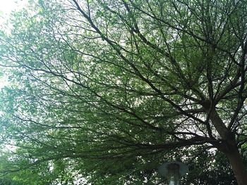 Low angle view of tree against sky