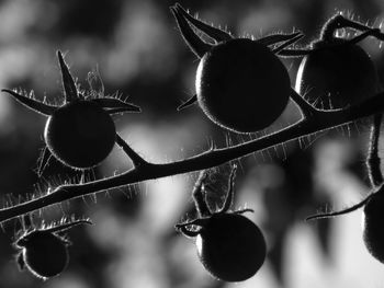 Close-up of berries growing on plant