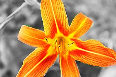 Close-up of orange flower blooming outdoors