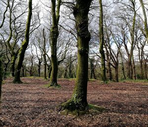 Trees in forest against sky